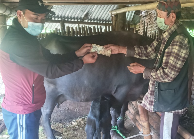 सहकारीद्धारा पशुलाई सुत्केरी भत्ता